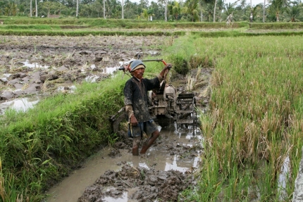 ubud (68)